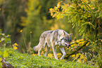 eurasian greywolf