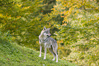eurasian greywolf