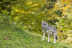 eurasian greywolf