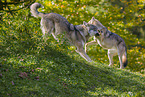 eurasian greywolves