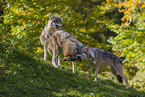 eurasian greywolves