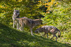 eurasian greywolves