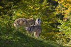 eurasian greywolves