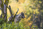 eurasian greywolf