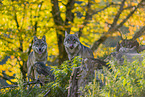 eurasian greywolves