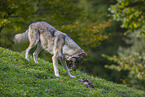 eurasian greywolf