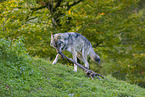 eurasian greywolf