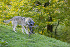 eurasian greywolves