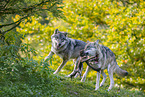 eurasian greywolves