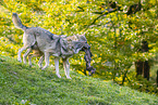 eurasian greywolves