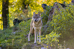 eurasian greywolf