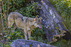 eurasian greywolf