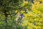 eurasian greywolf