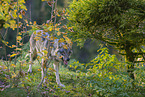 eurasian greywolf