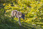 eurasian greywolf