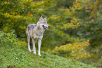 eurasian greywolf