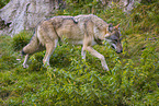 eurasian greywolf