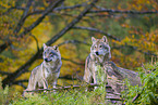 eurasian greywolves