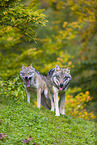 eurasian greywolves