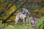 eurasian greywolf
