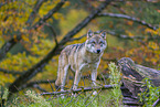 eurasian greywolf