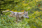 eurasian greywolf