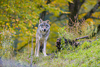 eurasian greywolf