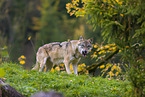 eurasian greywolf