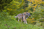 eurasian greywolves