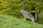 eurasian greywolf