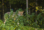 eurasian greywolf