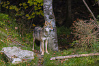 eurasian greywolf