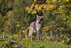 eurasian greywolf