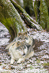 eurasian greywolves
