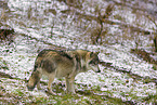 eurasian greywolf