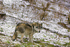 eurasian greywolf