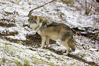 eurasian greywolf