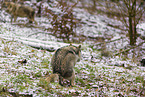 eurasian greywolf