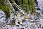 eurasian greywolf