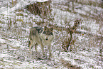 eurasian greywolf