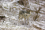 eurasian greywolf