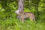 eurasian greywolf