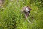 eurasian greywolf