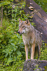 eurasian greywolf