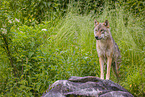 eurasian greywolf