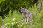 eurasian greywolf