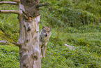 eurasian greywolf