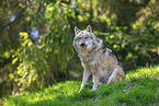 eurasian greywolf