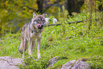 eurasian greywolf