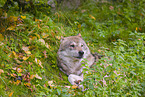 eurasian greywolf